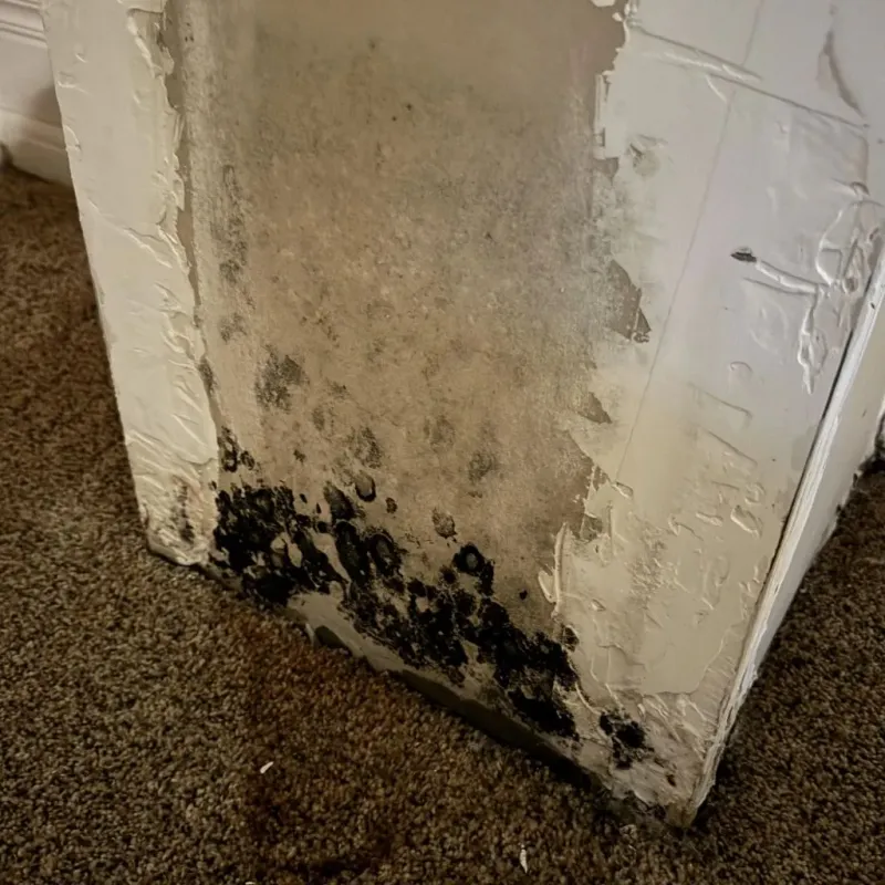 Professional Mold Removal in Green Level, NC